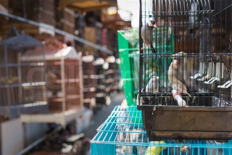 Birds and parrots at the Pasar Ngasem Market in Yogyakarta, Central Java, Indonesia, stock photo
