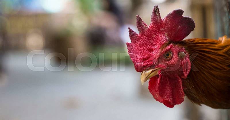 Angry chicken or hen in the cages for sell in the market. Torture animals. Domestic animal businesses for food. Close up. , stock photo