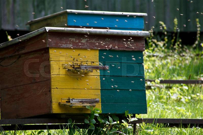 Wooden beehive and a lot of bees, stock photo