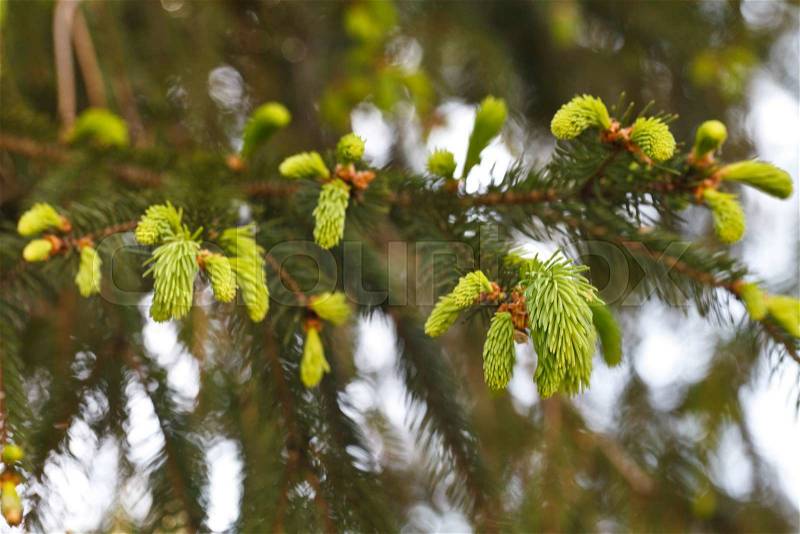 A beautiful buds of coniferous trees, stock photo