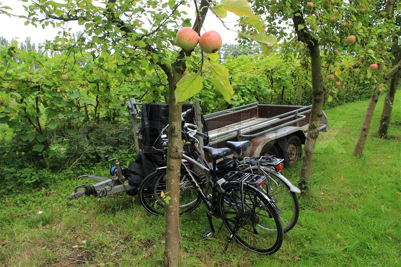 Two hanging apples, two bikes and an empty trailer in the apple orchard on the country side in autumn, stock photo