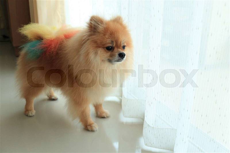 Pomeranian dog alone in home, cute pet in house, stock photo