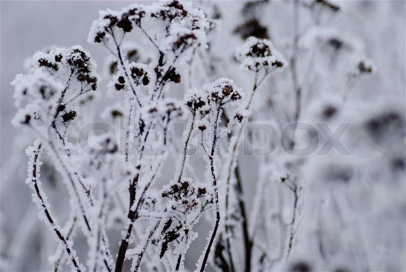 Bur on the frost in winter day, close up, stock photo