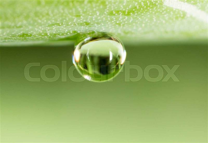 Water drops on the fresh green shoot. Super Macro, stock photo