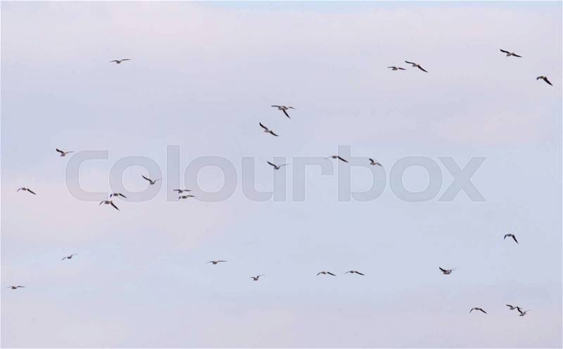 A flock of birds in the sky, stock photo
