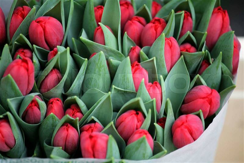 Closeup picture of flowers on a market in holland, stock photo
