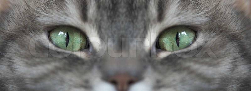 Grey cat with green eyes looking at the camera, stock photo