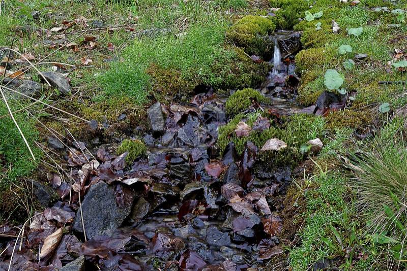 Mountain forest stream among grass and moss, stock photo