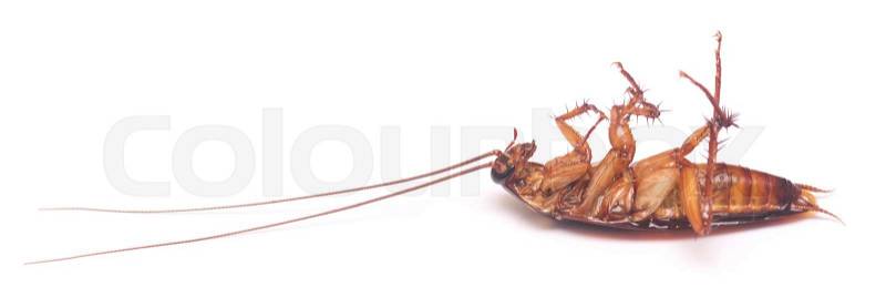 Dead cockroach isolated on white background, stock photo