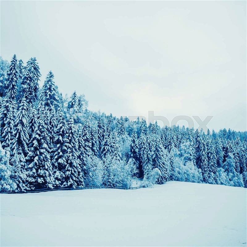 Winter landscape. Trees Covered with Snow, stock photo