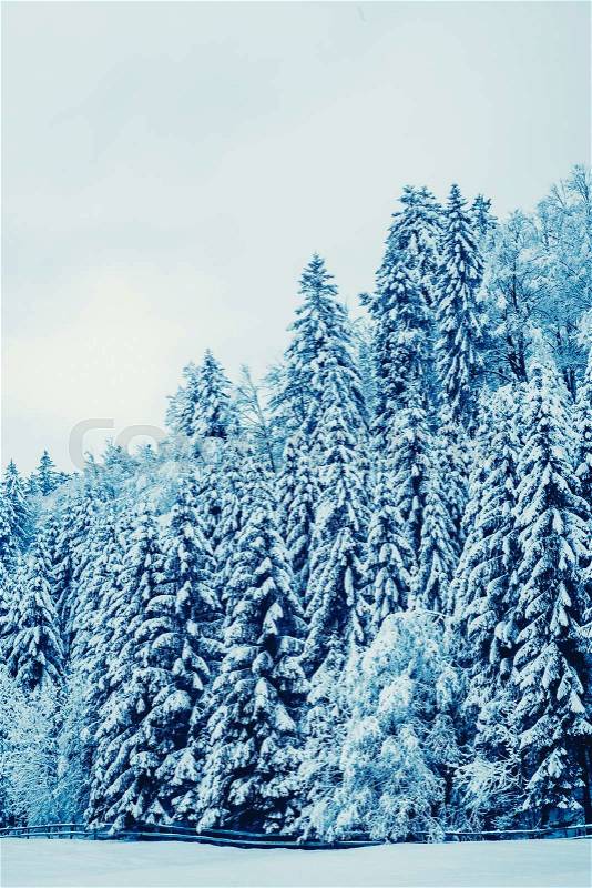 Winter landscape. Trees Covered with Snow, stock photo