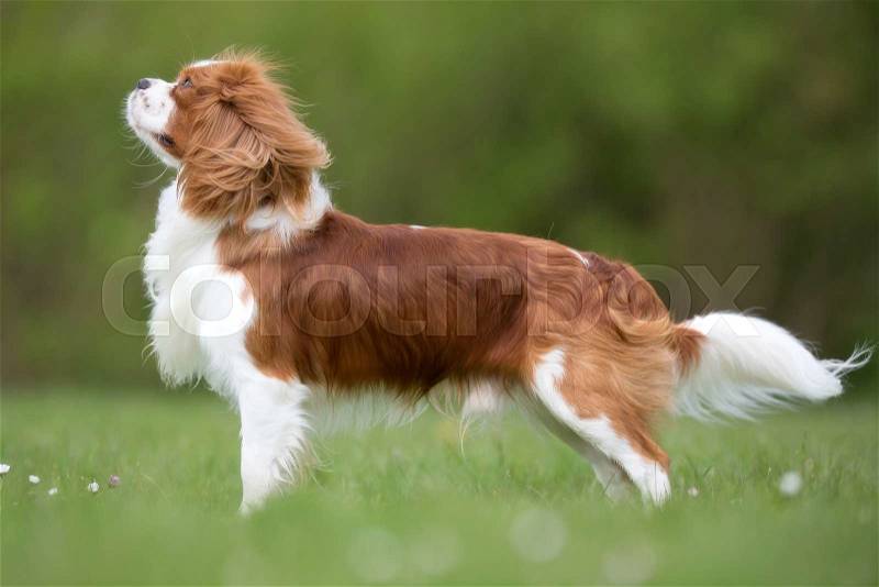 A purebred Cavalier King Charles Spaniel dog without leash outdoors in the nature on a sunny day, stock photo