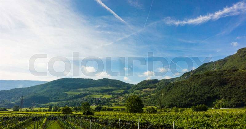 Panorama of vineyards. view of grape plantation. Vineyards landscape, stock photo