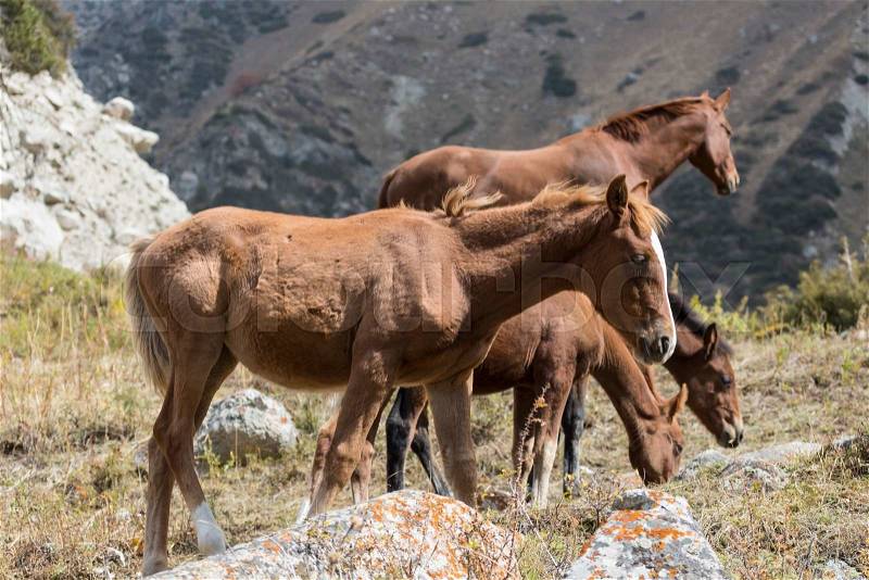 Horses in Kyrgyzstan mountain landscape at landscape of Ala-Archa gorge, stock photo