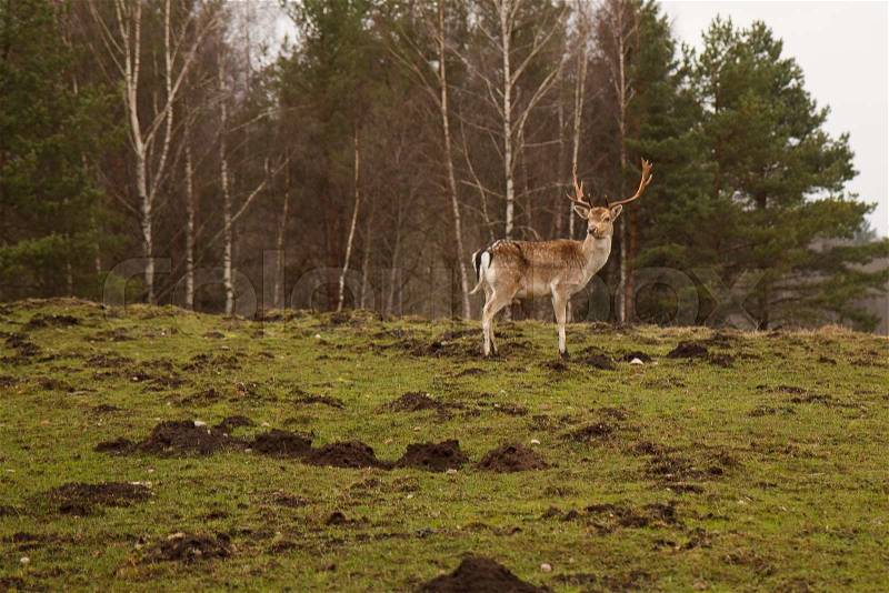 A wild deer standing by a forest, stock photo
