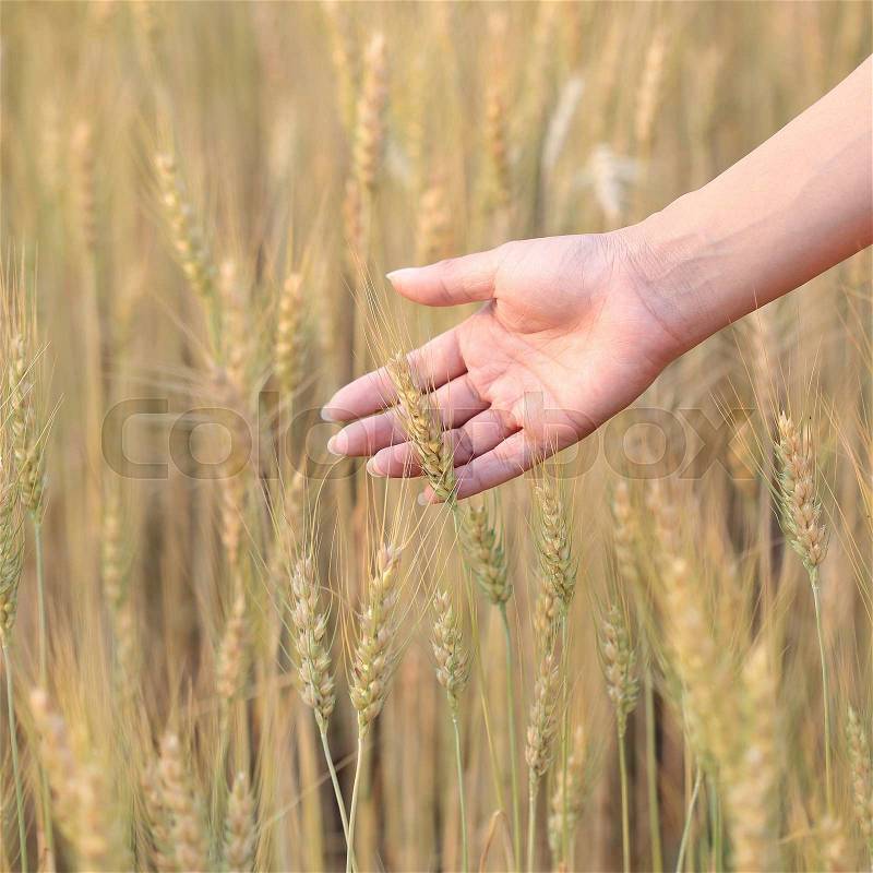 Barley field of agriculture rural scene, stock photo