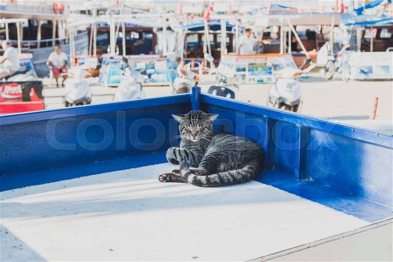 Lazy cat relaxing on a market stall in Mediterranean town of Kas, Antalya, Turkey, stock photo