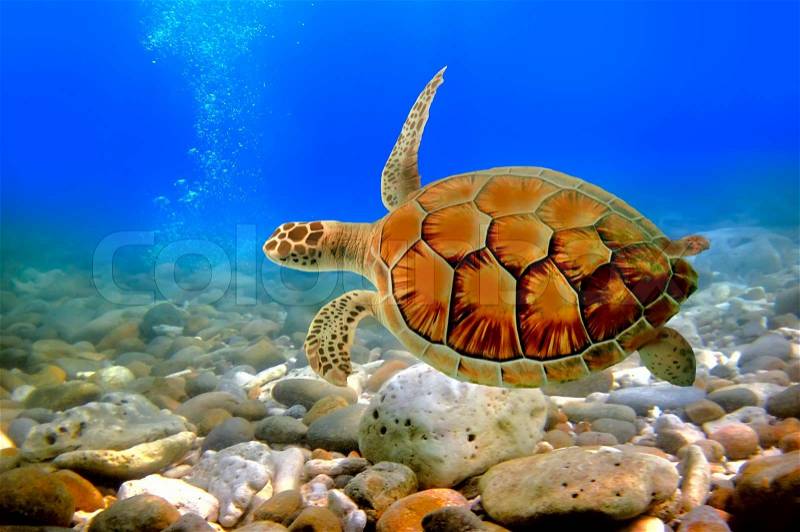 Underwater world. Sea turtle near Chang island. Thailand, stock photo
