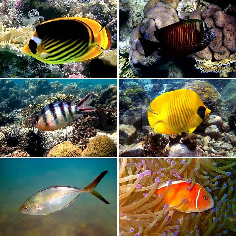 Tropical fish collection, Nemofish, Abudefduf sexfasciatus, Masked Butterfly Fish, Chaetodon fasciatus, stock photo
