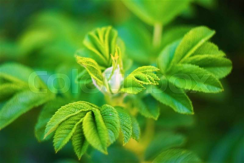 Fresh bright green leaves of wild rose with soft focus and blurred background. Very shallow depth of field. Selective focus, stock photo