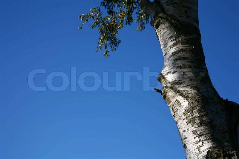 Closeup on tree trunks (not created abstractions, curves, lines, patterns), stock photo