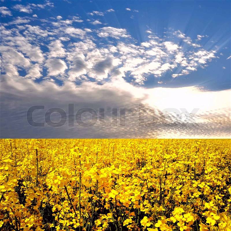 Flower of oil rape in field with blue sky and clouds, stock photo