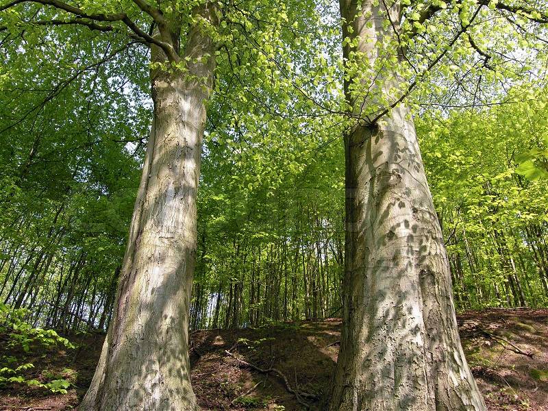 Two big beech trees in a Danish beech forest at springtime, stock photo