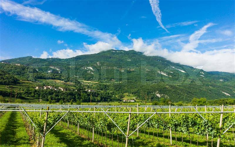 Panorama of vineyards. view of grape plantation. Vineyards landscape, stock photo