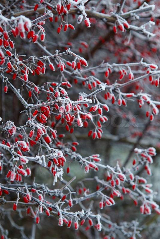 The first frost on a branch of barberries, stock photo