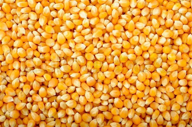 Corn seeds background, stock photo