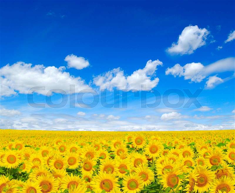 Sunflowers field on sky background, stock photo