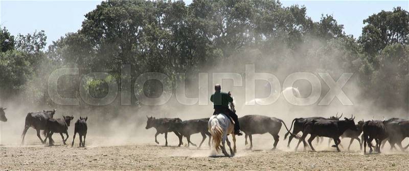 Horse on duty in the Camarge area south of France, stock photo