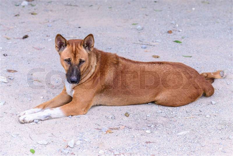Taciturn Thai ridgeback dog, dark brown, stock photo
