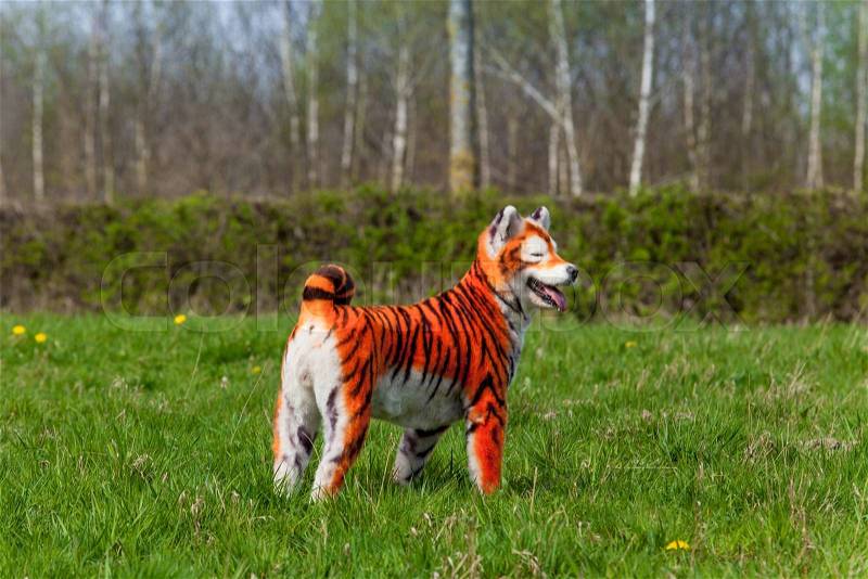Samoyed dog repainted on tiger. groomed dog. pet grooming. Samoyed dog, stock photo