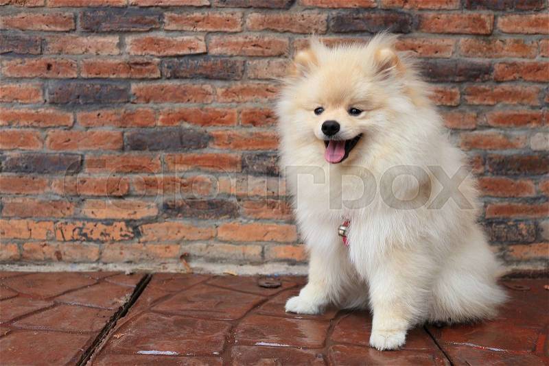 Pomeranian puppy dog, cute pet, stock photo