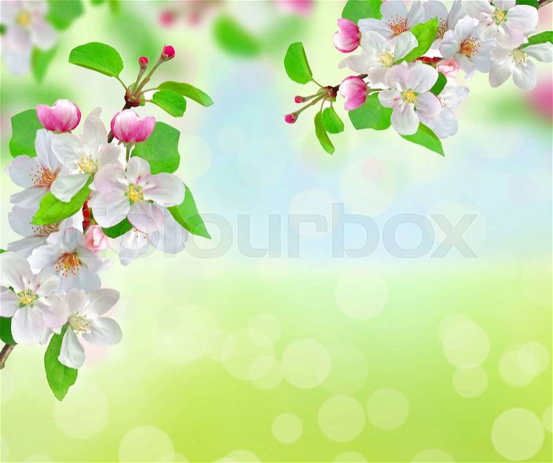 Spring blossom over bright nature background, stock photo