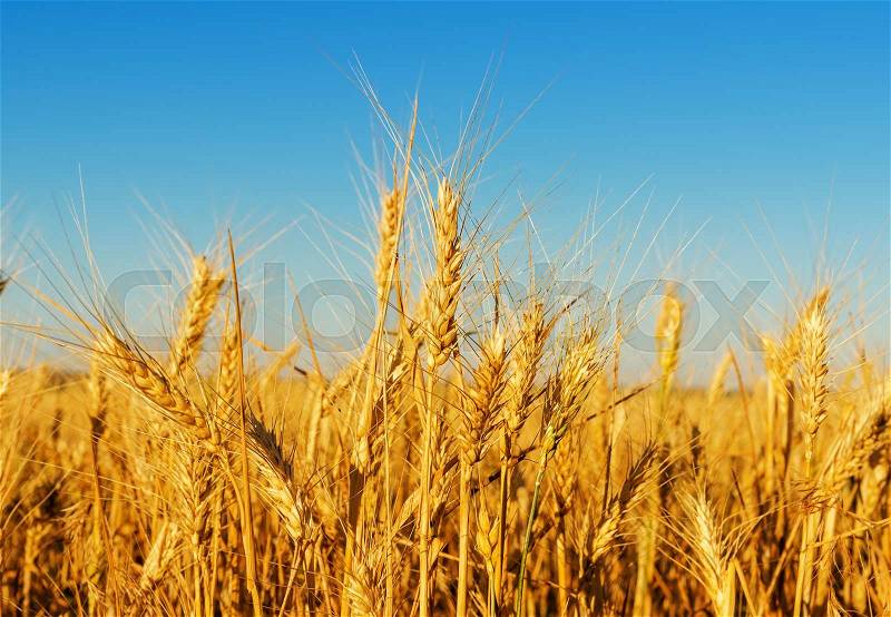 Golden harvest in sunset light, stock photo