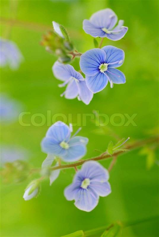 Look-up-and-kiss-me flowers in grass. Close up, shallow deep of field, stock photo