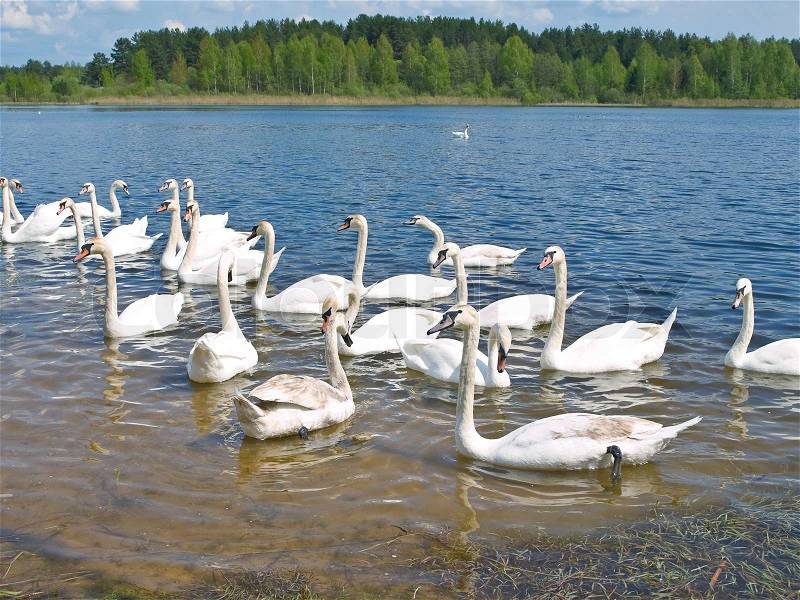 Many white swans swimming at the blue lake in wild nature, stock photo