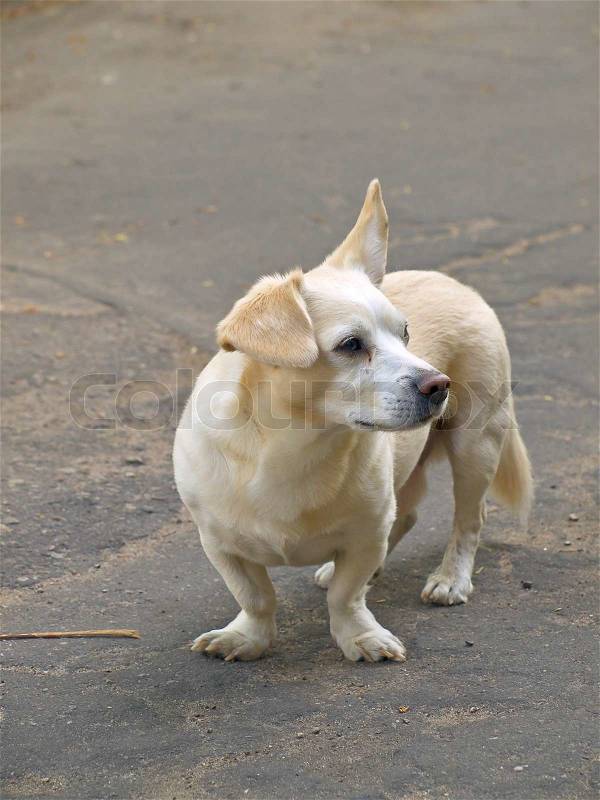 White small surprised dog at the street, stock photo