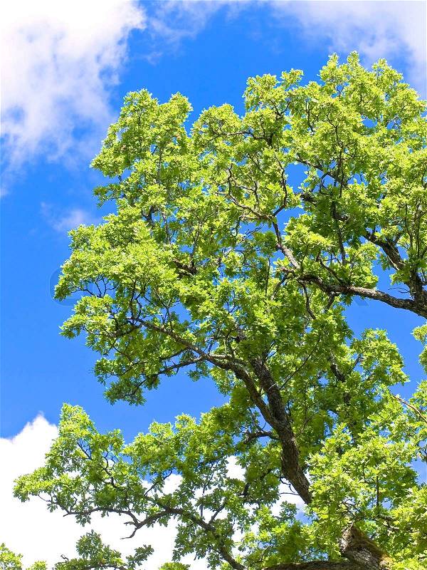 Old oak brunches against the blue sky, stock photo