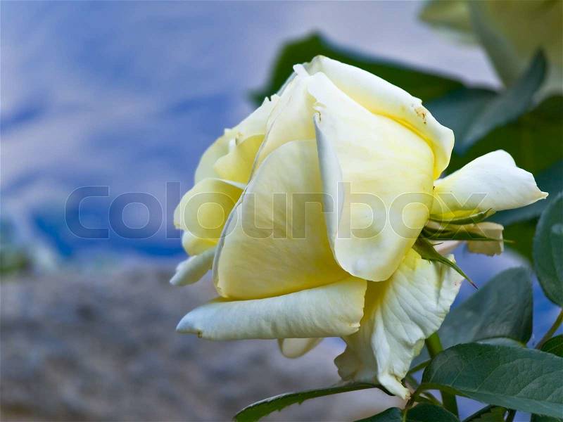 Yellow rose against the blue sky, stock photo