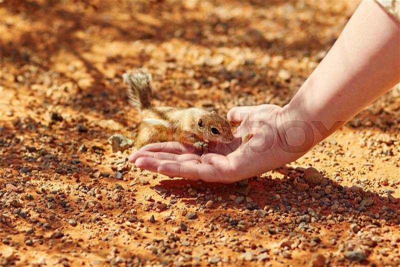 Chipmunk taking nut from a woman\'s hand in the Valley of the Fire national park, Nevada, USA, stock photo