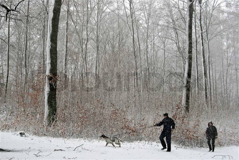 Man walking the dog in winter under snow in denmark, stock photo