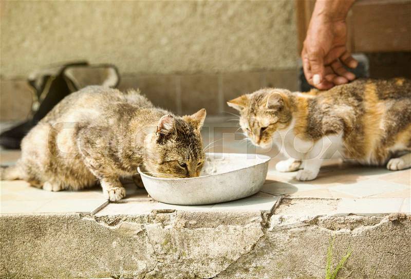 Two cute cats are drinking milk from bowl, stock photo