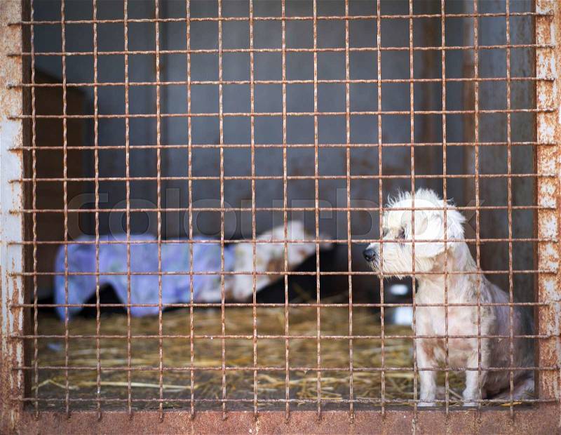 A dog in an animal shelter, waiting for a home, stock photo