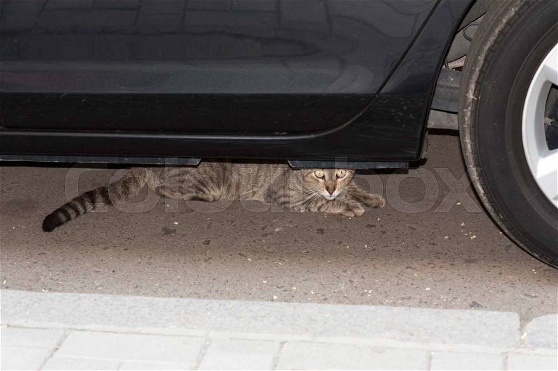 Cat under the car photo. Pet animal concept, stock photo