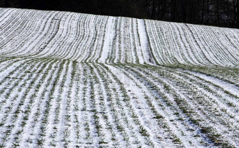 Snowy field in winter, stock photo