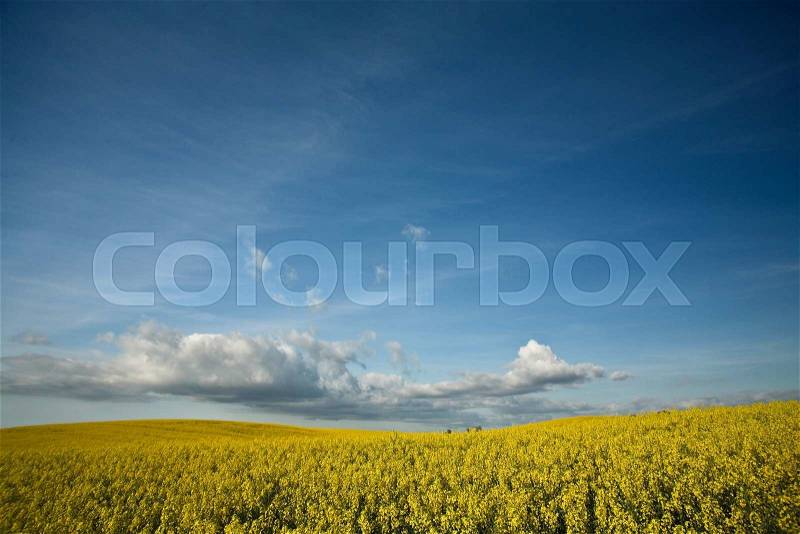 Rapse field and cloudy blue sky in the summer in the countryside in denmark, stock photo