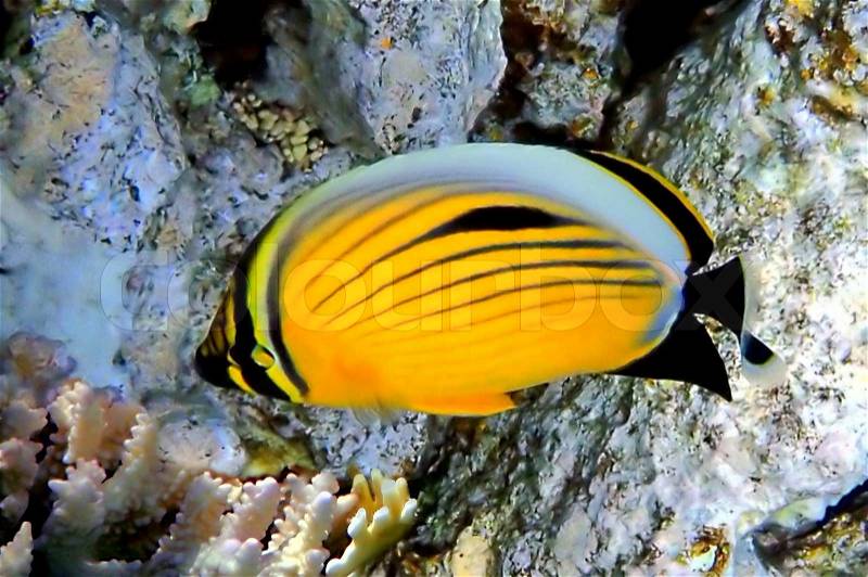 Polyp Butterflyfish, Red Sea, Egypt, stock photo